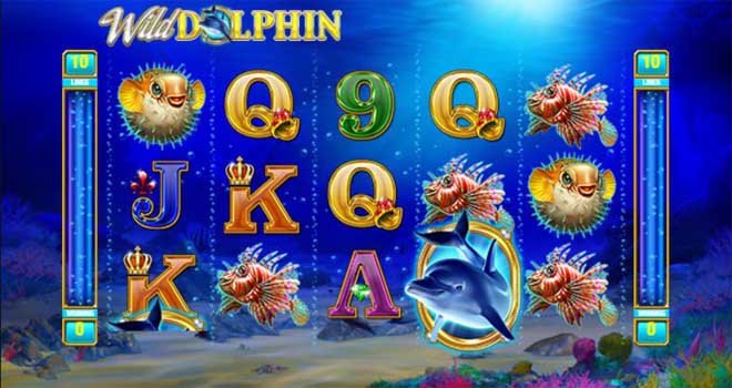 MAXBET wild dolphins feature